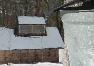 Maple Syrup Farm (MSF)
